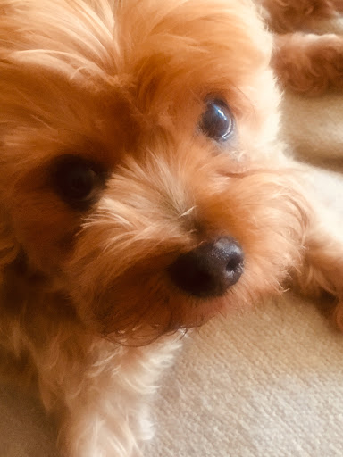 Pet Supply Store «Centinela Feed & Pet Supplies», reviews and photos, 4700 Pacific Coast Hwy, Long Beach, CA 90804, USA