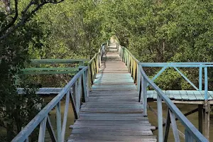 Mangrove Forests Kupang image