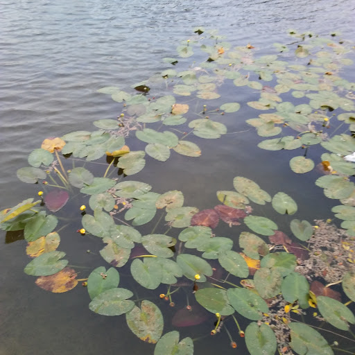 Bar «Smoke on the Water», reviews and photos, 1630 Bell Tower Ln, Weston, FL 33326, USA