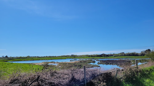 Observation du Marais de Séné à Séné