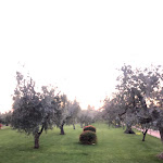 Photo n°3 de l'avis de Vincenzo.l fait le 29/08/2021 à 05:24 sur le  Osteria Caccia al Piano à Bolgheri I