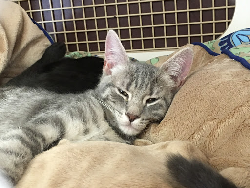 Pet Supply Store «Petco Animal Supplies», reviews and photos, 2420 Eastern Blvd, York, PA 17402, USA