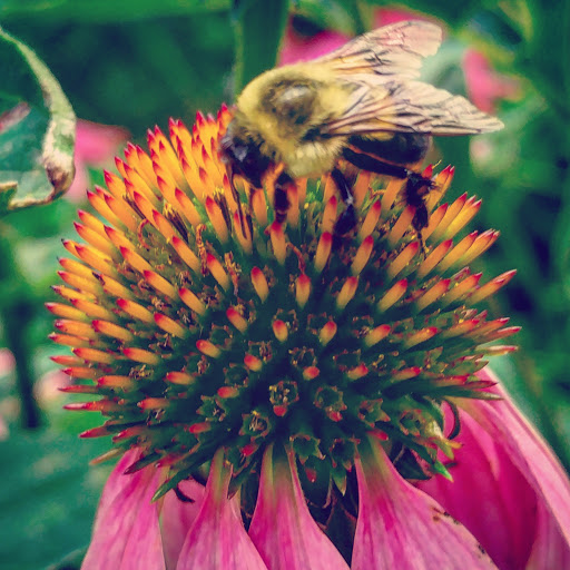 Golf Course «Birnamwood Golf Course», reviews and photos, 12424 Parkwood Dr, Burnsville, MN 55337, USA