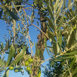 Photo n°3 de l'avis de Shine. fait le 10/08/2019 à 17:33 sur le  Villa la Massa à Candeli