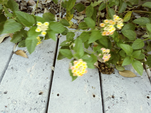 Nature Preserve «Chapel Trail Nature Preserve», reviews and photos, 19800 Sheridan St, Fort Lauderdale, FL 33332, USA