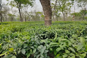 Monee Tea Division image