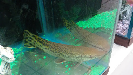 Pet Store «Fish Bowl Pets», reviews and photos, 1013 Hope St, Stamford, CT 06907, USA