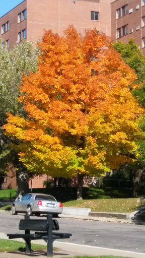 Park «Akin Riverside Park», reviews and photos, 1721 River Ave, Anoka, MN 55303, USA