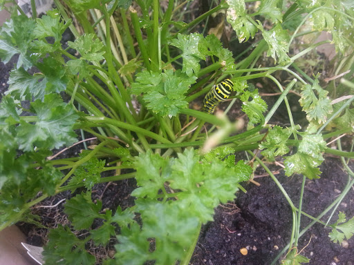 National Park «Battery Kemble Park», reviews and photos, 3035 Chain Bridge Rd NW, Washington, DC 20016, USA