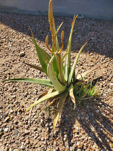 Tourist Attraction «Arizona Museum of Natural History», reviews and photos, 53 N Macdonald, Mesa, AZ 85201, USA