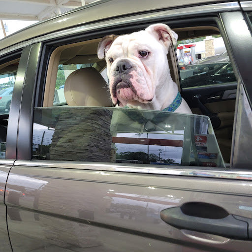 Paradise Animal Clinic of Daytona image