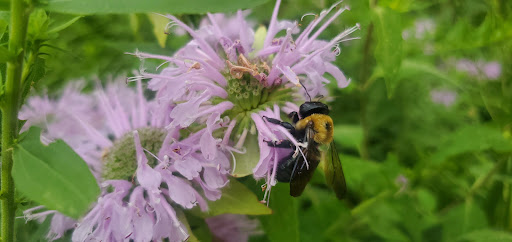 Park «Winnemac Park», reviews and photos, 5100 N Leavitt St, Chicago, IL 60625, USA