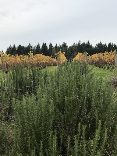 Winery «Bainbridge Vineyards», reviews and photos, 8989 NE Day Rd, Bainbridge Island, WA 98110, USA