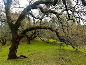 Shiloh Ranch Regional Park - photo 12