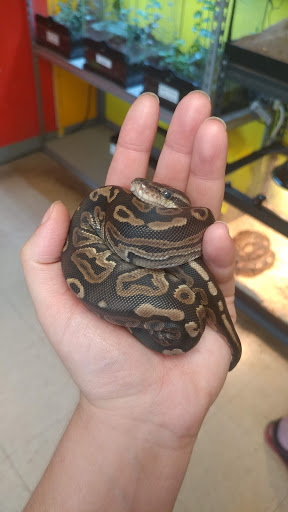 Pet Store «Tye-Dyed Iguana - Reptiles», reviews and photos, 1905 W U.S. 50, Fairview Heights, IL 62208, USA