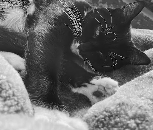 Pet Supply Store «Village Pet Supplies & Gifts», reviews and photos, 2268 Sans Souci Pkwy, Wilkes-Barre, PA 18706, USA