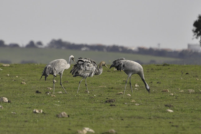 Avaliações doBirdwatch in Alentejo em Évora - Agência de viagens