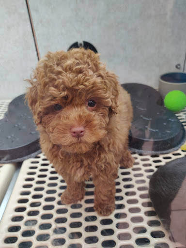 Pet Store «Pet City Pet Shops», reviews and photos, 750 Citadel Dr N # 2092, Colorado Springs, CO 80909, USA