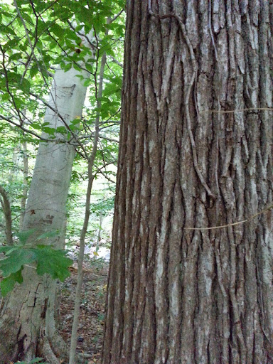 Park «Bringhurst Woods Park», reviews and photos, 5001 Washington Street Extension, Wilmington, DE 19809, USA