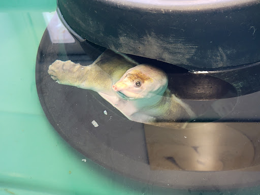 Zoo «Reptile Zoo», reviews and photos, 22715 US-2, Monroe, WA 98272, USA