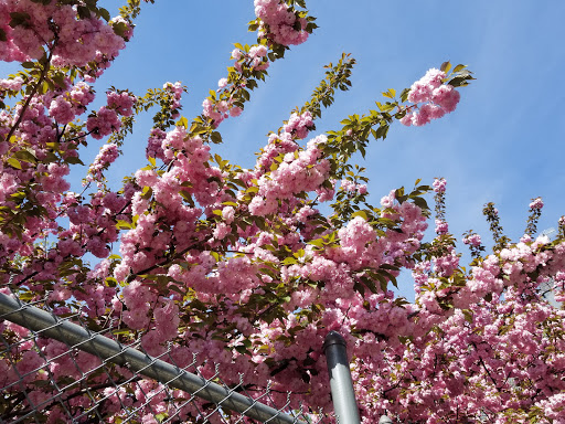 Art Supply Store «Artist & Craftsman Supply Bushwick», reviews and photos, 1449 Broadway, Brooklyn, NY 11221, USA