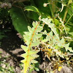 Photo n° 7 de l'avis de Augustin. fait le 16/08/2021 à 16:39 pour Jardin des Cinq Sens à Yvoire