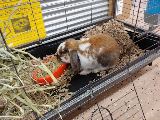 Pet Store «Greenwood Pets & Plants», reviews and photos, 13983 E 9 Mile Rd, Warren, MI 48089, USA