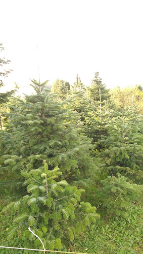 Gartenpflege Stalder - Rheinfelden