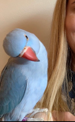 Pet Store «E & J Pets», reviews and photos, 5409 W Charleston Blvd, Las Vegas, NV 89146, USA