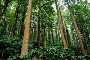 Araku Anantagiri Coffee Plantations image