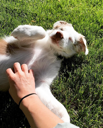 Dog Trainer «Calling All Dogs», reviews and photos, 6088 S Highland Dr, Holladay, UT 84121, USA