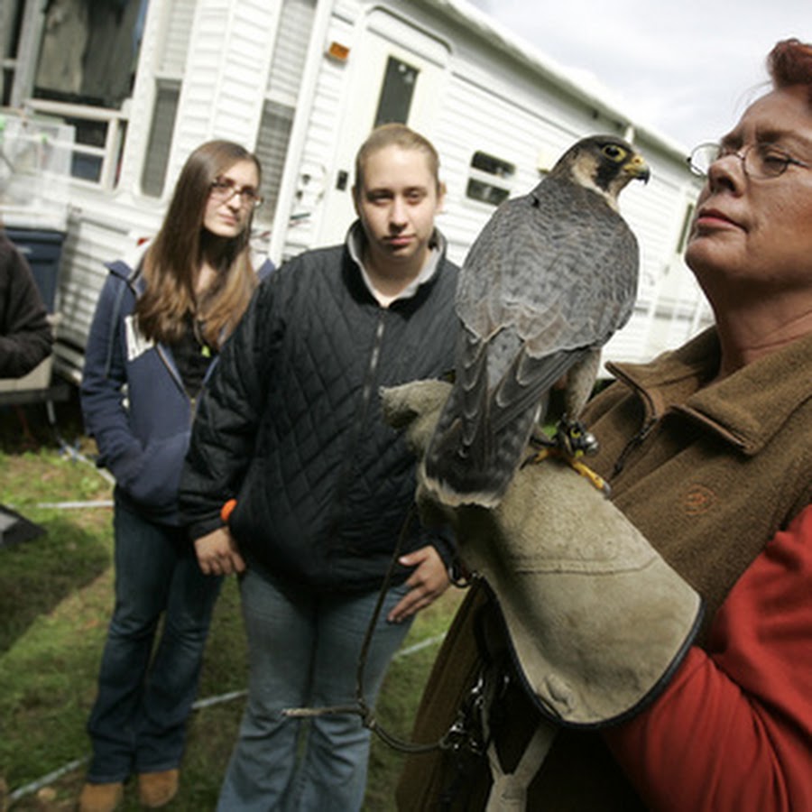 International Falconry Academy