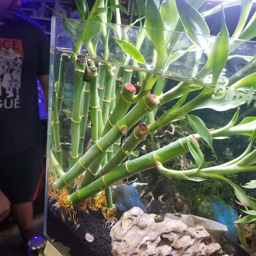 Pet Supply Store «Professional Fish Keepers Aquarium Store», reviews and photos, 7573 W Sample Rd, Coral Springs, FL 33065, USA