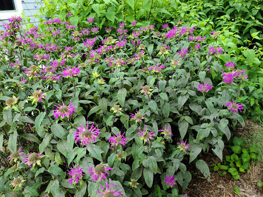 Art Center «Annmarie Sculpture Garden and Arts Center», reviews and photos, 13480 Dowell Rd, Dowell, MD 20629, USA