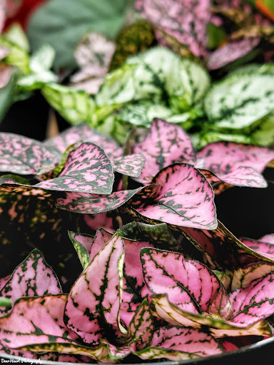 Home Improvement Store «The Home Depot», reviews and photos, 56 Myrick St, Ellsworth, ME 04605, USA