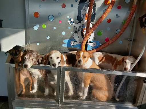 Pet Groomer «Belly scRubs Self Service Pet Wash», reviews and photos, 119 WV-34 #1, Hurricane, WV 25526, USA