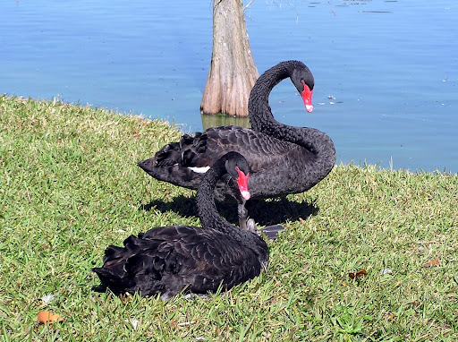 Museum «Polk Museum Of Art», reviews and photos, 800 E Palmetto St, Lakeland, FL 33801, USA