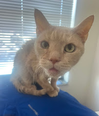 SoBe Doggy Daycare - Photo 8 - Car repair in , Miami