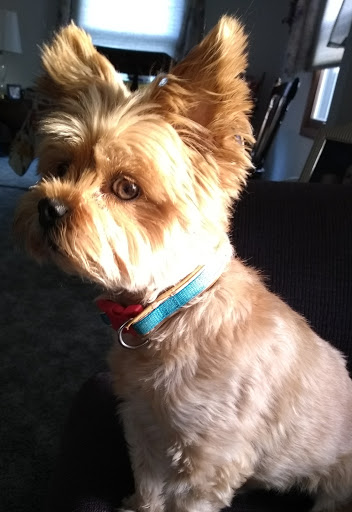 Pet Supply Store «PetSmart», reviews and photos, 5005 S 74th St, Greenfield, WI 53220, USA