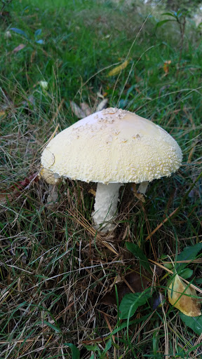 Golf Course «Rolling Fields Golf Course», reviews and photos, 4138 Hankey Church Rd, Murrysville, PA 15668, USA