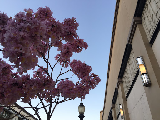 Jewelry Store «Tiffany & Co.», reviews and photos, 68 W Colorado Blvd, Pasadena, CA 91105, USA