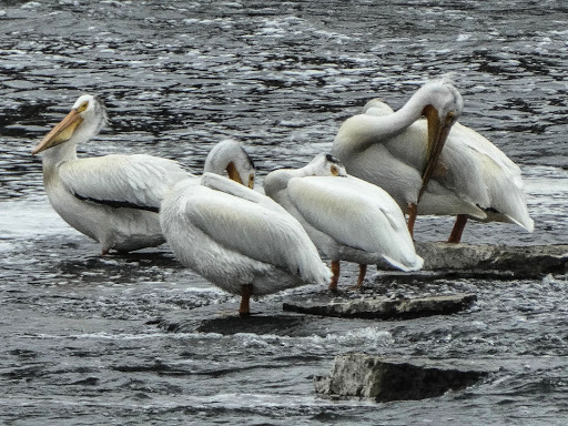 Science Museum «Discovery World», reviews and photos, 500 N Harbor Dr, Milwaukee, WI 53202, USA