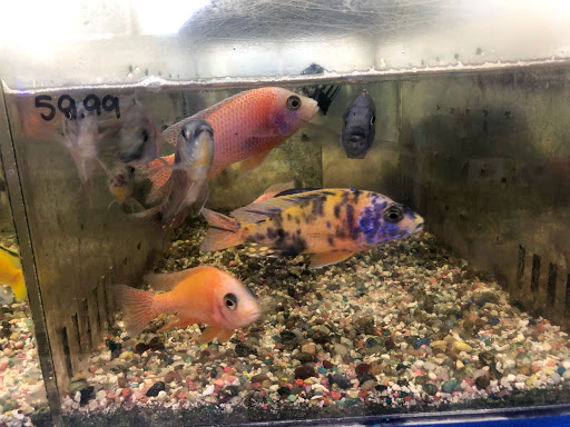 Tropical Fish Store «Aqua Mart Aquariums», reviews and photos, 1620 S Washington Ave, Titusville, FL 32780, USA