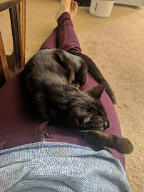 Asgard Raw Dog & Cat Food - Photo 9 - Car repair in Pittsburgh, PA, Pittsburgh