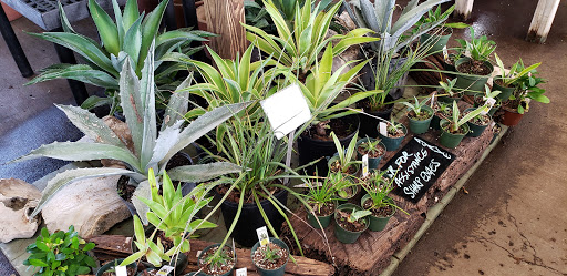 Christine's Tropical & Exotic Plants