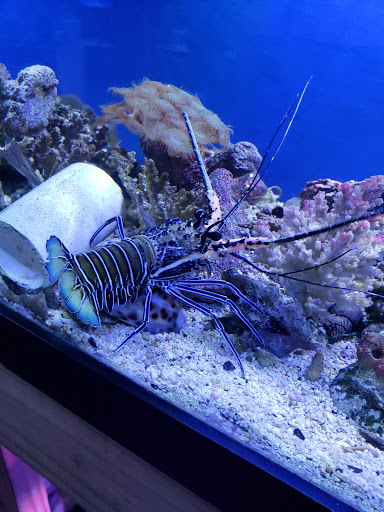 Tropical Fish Store «Austin Aqua-Dome», reviews and photos, 1604 Fortview Rd, Austin, TX 78704, USA