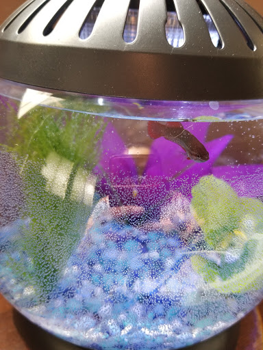 Pet Supply Store «Petco Animal Supplies», reviews and photos, 436 E Rollins Rd, Round Lake Beach, IL 60073, USA