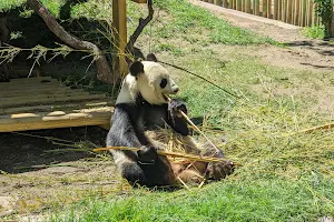Osos Panda image