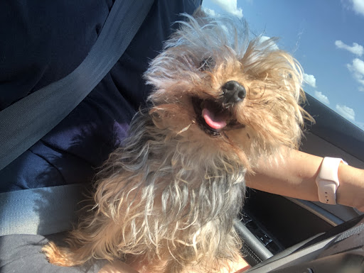 Downtown Pawz, 1623 Main St #106, Dallas, TX 75201, USA, 