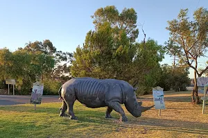 Cosi's Rhino image